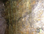 ,  2004